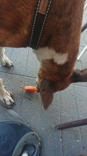 En Luna kreeg ook nog een heerlijk ijsje zonder suiker gemaakt van wortel, appel en banaan♥️🐾🐾 at IceLab NiceCream Creations in Antwerpen