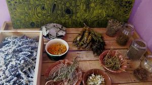 Plantas medicinales autóctonas at Cloris Botanica in Rio Gallegos