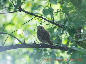 The flora and fauna that surrounds us are unique. at Avalon in Tulum