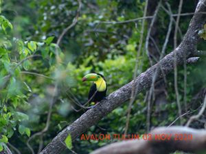 The flora and fauna that surrounds us are unique. at Avalon in Tulum