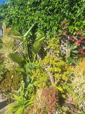 so many plants 😍 at Peace Pies in San Diego