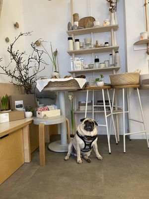 Very dog friendly   at 4minutes Cafe in Budapest