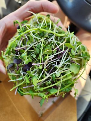 Classic avocado toast at Gaia's Garden Cafe in St George