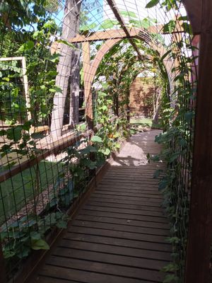 Patio at CactusBerry in Santiago
