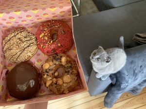 Even animals love them  at Brammibal's Donuts - Friedrichshain in Berlin
