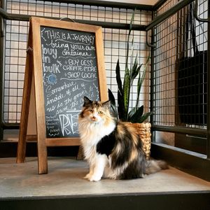 Sophie - the greatest shop cat that ever was at THE COLLECTIVE in Des Moines