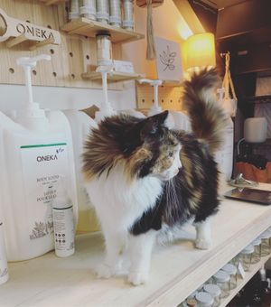 Sophie likes to help with bulk refills at THE COLLECTIVE in Des Moines