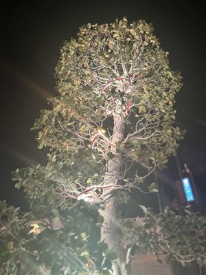 Lovely setting  at Chloe's Chinese Restaurant in Paphos