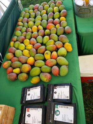  at Rainbow Root Teas in Davie