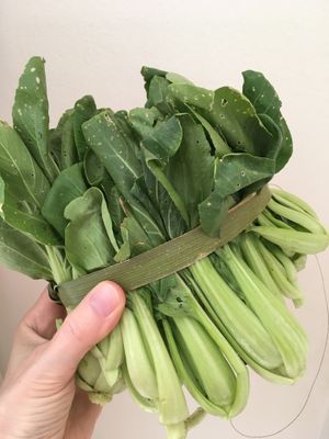 Fresh pak choi  at Chinese Asia Supermarket in Paphos
