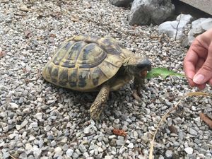   at Gasthaus Siriuskogl in Bad Ischl