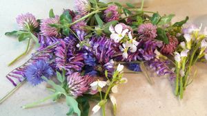 Wild flower and wild weed for salad in every meal at Bab Full Ggot 밥풀꽃 in Seoul