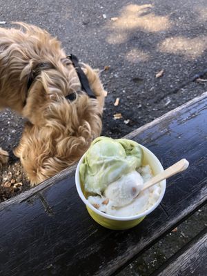Matcha and peanut stevia icecream   at Eissalon Olivier in Ludwigsburg