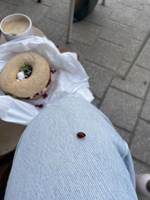 Beet root Veta bagel in the back - ladybug 🐞 in front 🥰  at Cupcakes & Bagels in Stuttgart
