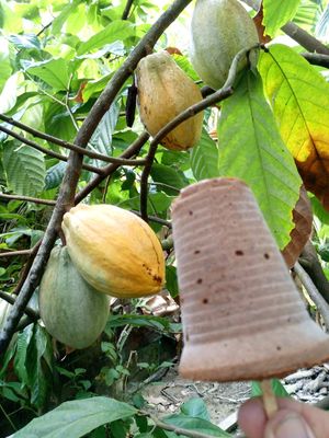 Chocolate Popsicle at Secret Garden in Mompiche