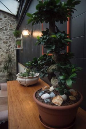 Plants at Habitat in Leiria