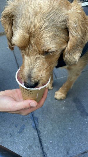 The best pup cup 🐶🐾 coconut milk  at BARE - Bites Bowls & Brews in Bowral