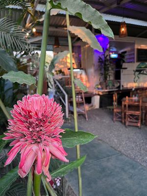 Entry & Torch Ginger at Indómitos Café & Bar in Uvita