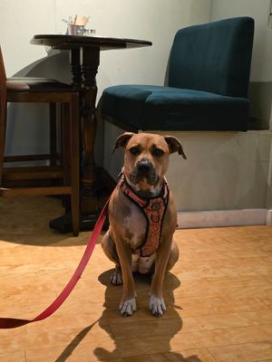  at Hank's Vegan Restaurant in Ipswich