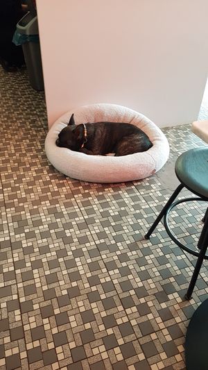 The owner's cute dog at OM NOM NOM CAFÉ in Munich