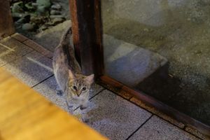 Cat Visitor at Sobre Las Olas in Cahuita