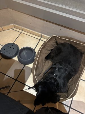 Extra ein Hundebett und Napf bekommen  at Paparazzi in Buelach