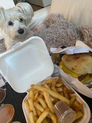 Creamy mushroom truffle the burger with vegan cheese, very delicious and seems my dog thought so too! at The Dead Pigeon in Rochester