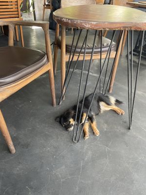 Doggo   at Wayan's Warung in Ubud
