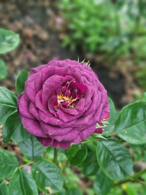 . at Topiary in Tea Tree Gully