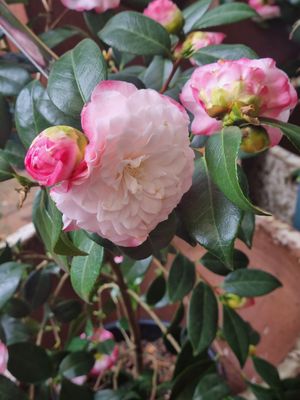 . at Topiary in Tea Tree Gully