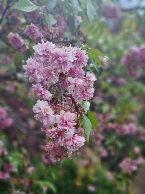 . at Topiary in Tea Tree Gully