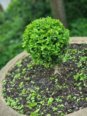 . at Topiary in Tea Tree Gully