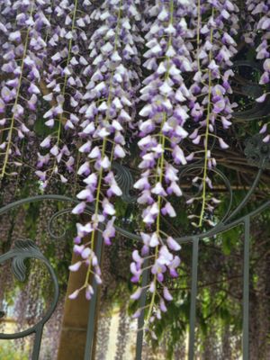 . at Topiary in Tea Tree Gully