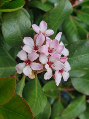 . at Topiary in Tea Tree Gully