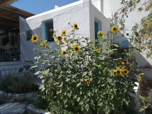 Daddy's 🌻 at Kalamia in Koufonisia