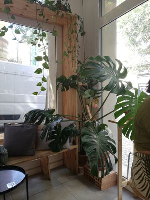 Local at NEØ Coffee House in Barcelona