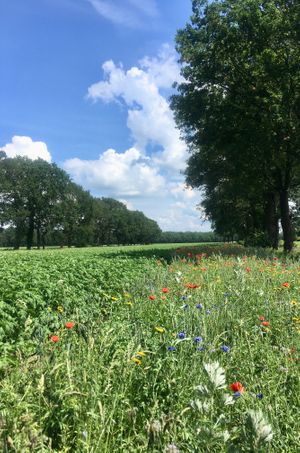 The surroundings in which the little village Odoorn is situated.  at Joost in Odoorn