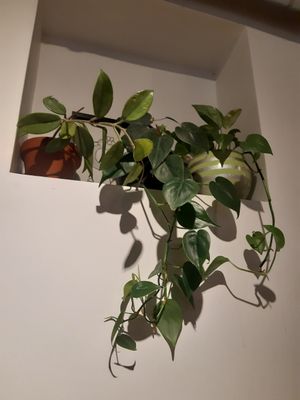 Cute plants 🥰 at VeZa in Belgrade