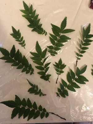 Kinome  at Gosha Nagashima Studiogosha of Fine Art in Beelitz-heilstaetten