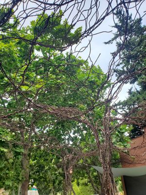 Cadre verdoyant, grande terrasse, musique d'ambiance. Loin de la foule. at Nazari in Budens