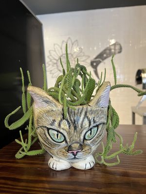   at Planticeria in Panama City