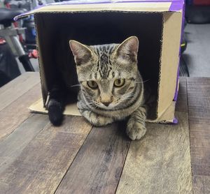 貓教練：花弗  at Vegan Fitness Premier in New Territories