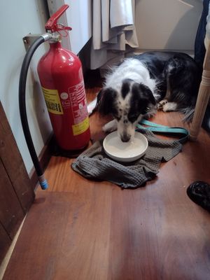 Dog friendly at Un Piano dans la Théière in La Rochelle