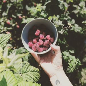 Raspberry buffet at Diner sur Terre in Torhout