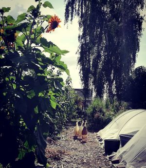 Runner ducks at Diner sur Terre in Torhout