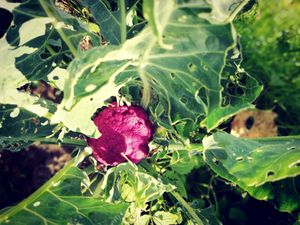 Cauliflower at Diner sur Terre in Torhout