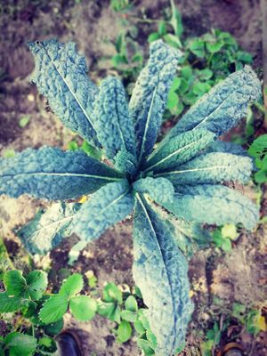 Palmkool at Diner sur Terre in Torhout