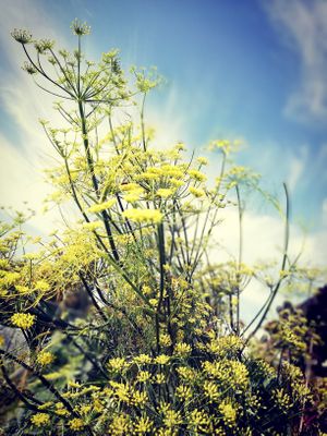 Fennel at Diner sur Terre in Torhout