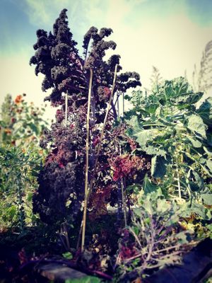 Cabbages at Diner sur Terre in Torhout