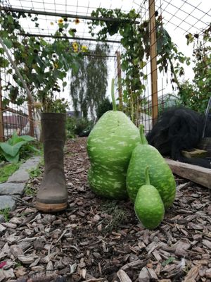 Permaroma's at Diner sur Terre in Torhout